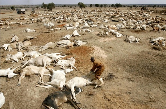 Climate Change impact in Africa – livestock